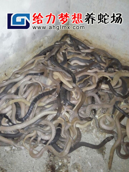 �����µ����R��